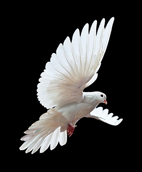 White Bird Feather Wildlife background Dove Flying, Dove Images, Dove Tattoos, Dove Pictures, Bird Flying, Dove Bird, Bird Wings, White Dove, White Doves