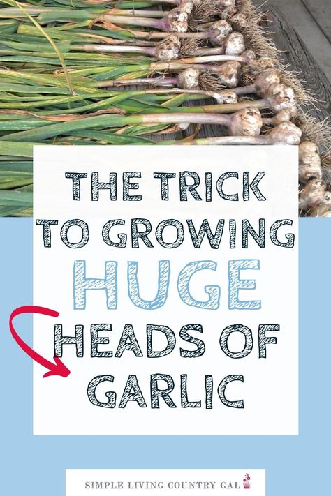 Raised Garlic Beds, Plant Garlic In Containers, Best Soil For Garlic, Hydroponic Garlic How To Grow, How Deep To Plant Garlic, Planting Garlic In Fall In Containers, How Long Does Garlic Take To Grow, How To Grow Garlic At Home, Growing Garlic From Cloves In Pots