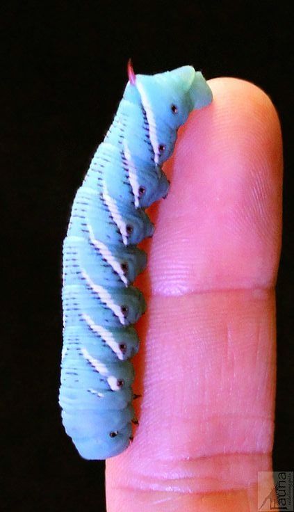 ˚Hornworm Caterpillar by Fauna NY @ flickr Fuzzy Caterpillar Tattoo, Blue Caterpillar, Catapiller Alice In Wonderland, Blue Caterpillar Aesthetic, Blue Caterpillar Alice In Wonderland, Caterpillar Tattoo, Dragon Headed Caterpillar Butterfly, Frog Pictures, Adventures In Wonderland