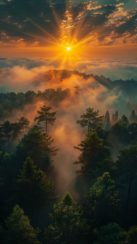 Midjourney AI Image: Drone shot from the top of a pine forest inside a wooden frame, at sunset, colorful beams of light a... → more in ai-img-gen.com Beautiful Images Nature Peace, Sunset Mural, Forest At Sunset, Forest Sunrise, Land Scapes, Photography Inspiration Nature, Sunrise Aesthetic, Forest Sunset, Forest Scenery