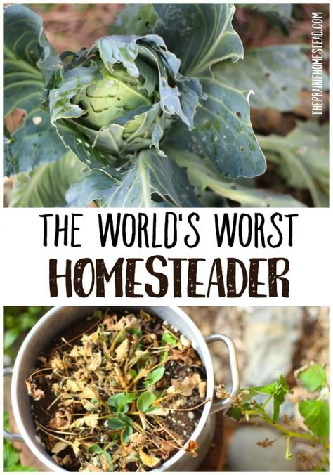 The World's Worst Homesteader Fantasy Homestead, Homestead Plans, Homesteading Inspiration, Homestead Projects, The Prairie Homestead, Homesteading Life, Prairie Homestead, Canning 101, Urban Homestead