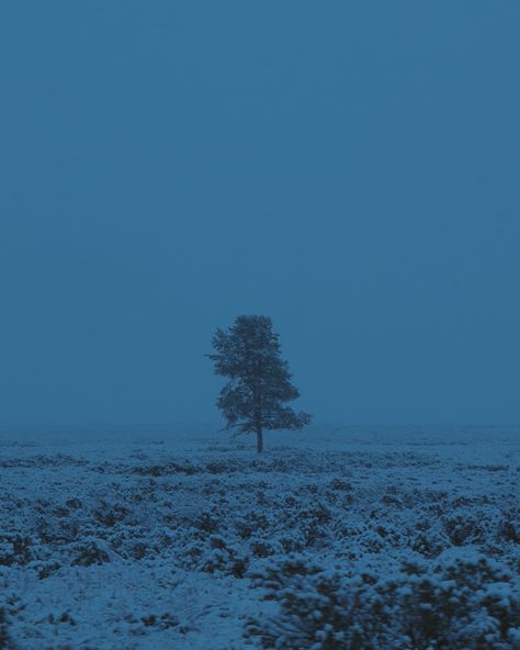 Snowy Field, A Snowy Day, Fun Pics, Lone Tree, Blue Hour, Snowy Day, High Fantasy, Beautiful Place, Cotton Candy