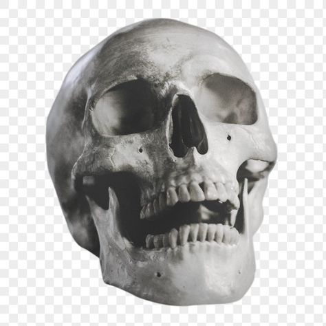 Transparent Halloween Png, Pictures With Transparent Background, Graphic Design Skull, Skull Png Aesthetic, Images With Transparent Background, Transparent Design Graphic, Graphic Design Elements Png, Halloween Png Images, Aesthetic Icons Png Transparent