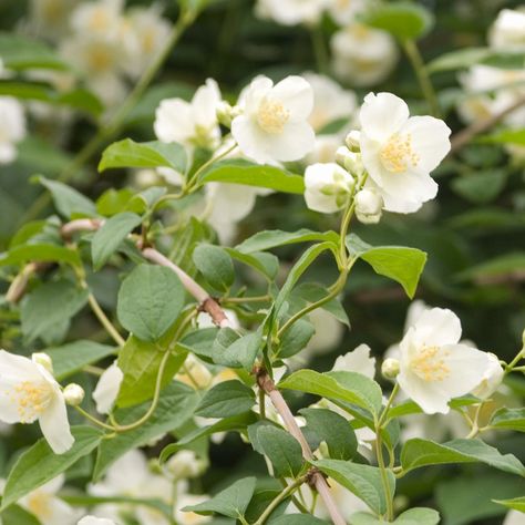 Mock Orange Bush, Mock Orange Shrub, Front Garden Landscape, Mock Orange, Orange Plant, Full Sun Plants, Sun Plants, Garden Oasis, Low Maintenance Plants