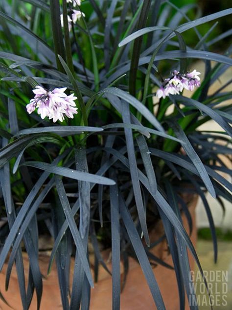 Black Mondo, Black Mondo Grass, Beth Chatto, Black Berries, Black Grass, Goth Garden, Perennial Grasses, Organic Compost, Alpine Plants