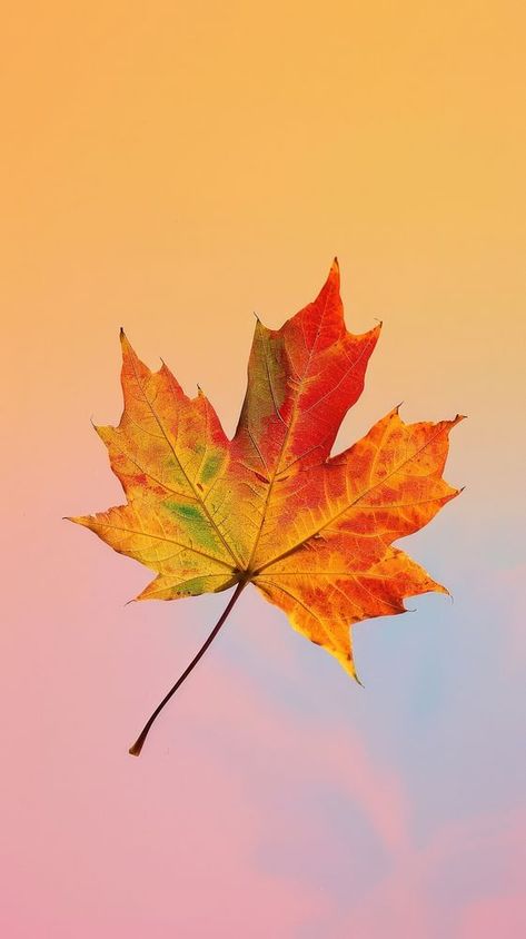 Vibrant autumn maple leaf gradient | free image by rawpixel.com / Nunny Maple Leaf Wallpaper Iphone, Autumn Maple Leaves, Maple Leaf Aesthetic, Autumn Leaf Photography, Autumn Leaves Aesthetic, Maple Leafs Wallpaper, Leaves Wallpaper Iphone, Red Maple Leaf, Wallpaper Autumn