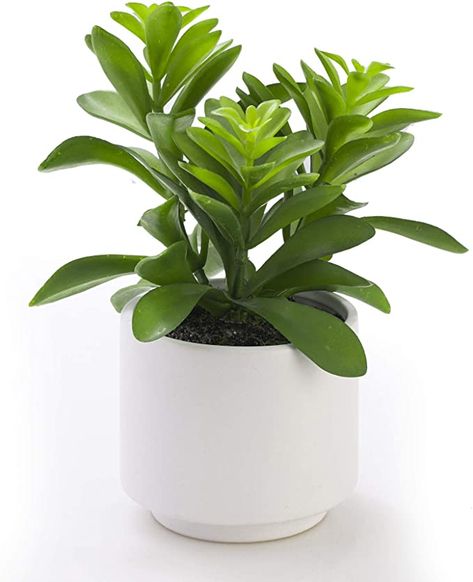 AmazonSmile: Artificial Plant in Ceramic Pot, Fake Succulent Plant for Home Decor, Faux Plant, 8.75" Small Fake Artificial Plants and Succulants Plants for Indoor, Home or Office, White Decorative Potted Plant: Kitchen & Dining Cute Plants For Bedroom, Fake Plant Bedroom, Cute Fake Plants Decor, Fake Plants Decor Bedroom, Fake Desk Plant, Preppy Plants, Fake Plants Target, Fake Small Plants, Fake Plants Pink