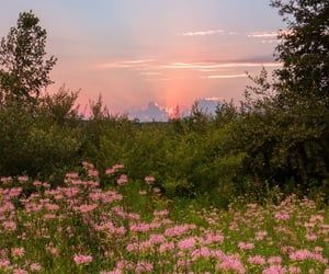 aesthetic, flowers y book imagen en We Heart It Laptop, Sun, Flowers, Pink, Instagram