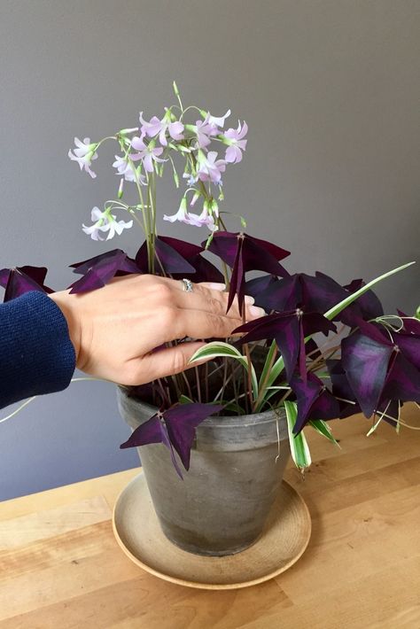 6 Reasons Every Home Needs a Purple Shamrock Houseplant Purple Heart Plant, Shamrock Plant, Purple Shamrock, Plant Care Houseplant, Purple Plants, Plant Hacks, Garden Help, Outdoor Flowers, Home Needs