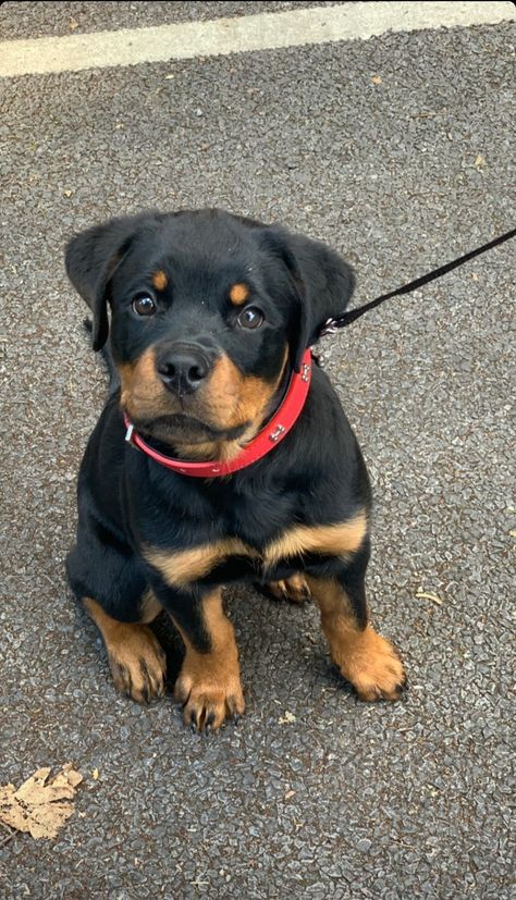 Rottie Rotweiler Pup Aesthetic, Rot Weiler Puppy, Rotwiller Puppy, Rockweiler Puppy, Rot Weiler Puppies, Rotwiller Dog Puppies, Rotwilers Puppys, Rotweiler Pup, Rotweiller Dog