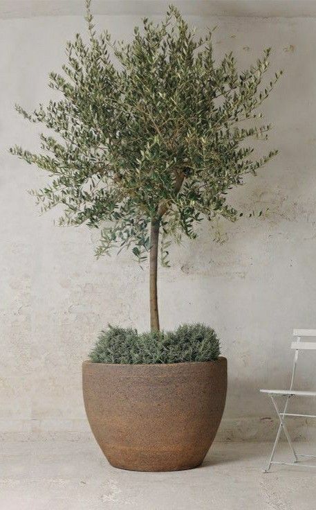 Olive Tree In Pots Front Door, Olive Tree Pots Outdoor, Olive Tree In Planter, Olive Tree Potted, Olive Tree In Pots Outdoor, Olive Trees In Pots Outdoor, Olive Tree Indoor Decor, Large Potted Plants Outdoor, Structural Plants