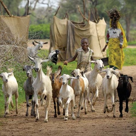 Boy herding goats - Sudan ..photo: Paul Jeffrey ....wwwwcwsglobal.org Sustainable Cities And Communities, Milk Goats, African Faces, Goat Herding, Rara Avis, Milk It, Sustainable City, Gift Catalog, Baby Goats