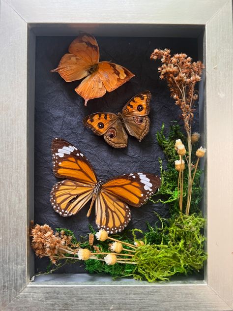 Taxidermy Butterfly Wall, Shadow Box Butterflies, Moth Breeding, Butterfly Shadow Boxes, Framed Butterfly Wall Art, Butterfly Taxidermy Art, Bug Pinning, Preserved Butterflies, Real Butterfly Art