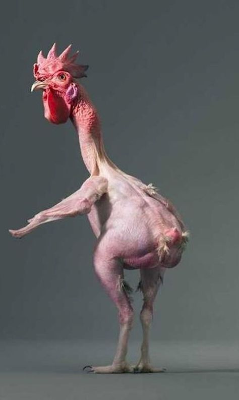 Ugly Chicken, Hairless Chicken, Chicken Photos Funny, Ugliest Animal, Funny Chicken Pictures, Chicken Meme, Hairless Animals, Chicken Memes, Gallo Meme