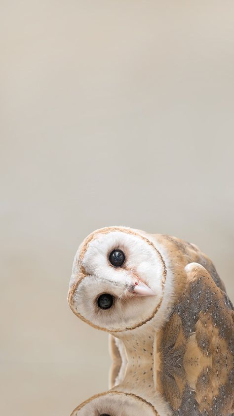 Owls Wallpaper Iphone, Owl Wallpaper Iphone, Wildlife Wallpaper, Pets Preschool Theme, Cute Owls Wallpaper, Owl Wallpaper, Wallpaper Stores, Iconic Wallpaper, Pets Drawing