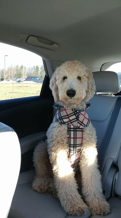 Bernadoodle Short Haircut, Labradoodle Shaved Face, Medium Length Doodle Haircut, White Goldendoodle Haircut, Haircuts For Doodles, Goldendoodle Poodle Haircut, Things I Bought And Liked, Cute Goldendoodle Puppies, Haircuts For Goldendoodles