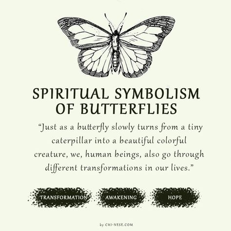 symbolism of butterflies What Do Butterflies Represent, Different Butterflies And Their Meanings, What Does A Butterfly Symbolize, Seeing Butterflies Meaning, Butterfly Types And Meanings, Swallowtail Butterfly Meaning, Butterfly Evolution Tattoo, Butterfly Transformation Quotes, Butterfly Powers