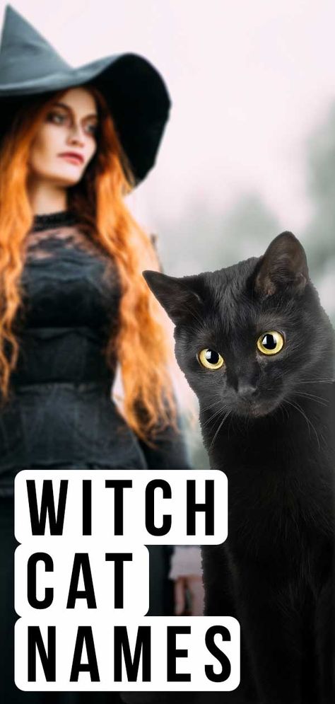 Witch Cat Names - Over 350 Magical Ideas For Your New Kitten Familiars Witch Animal Names, Cat Names Witchy, Goth Cat Names, Name For Black Cat, Magical Cat Names, Witchy Pet Names, Black Cat Art Witches, Witchy Dog Names, Spooky Cat Names