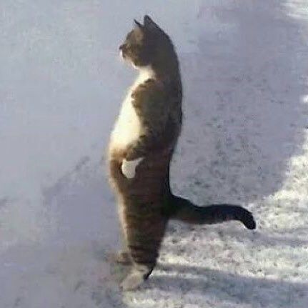 Twenty-Six Totally Pointless Pics Of Cats Standing Up On Two Feet - Memebase - Funny Memes Cats Standing, Cat Standing, Cat Playground, Cat Reference, Cat Stands, Cat Post, Silly Cats Pictures, Cat Playing, Funny Cat Videos