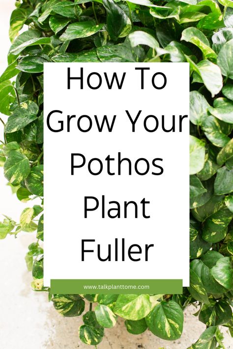 How To Grow Your Pothos Plant Fuller – | Talk Plant To Me | Pothos Bookshelf, How To Make Pothos Fuller, Pothos Plant Decor, Pathos Plant, Pothos Plant Care, Pothos Plants, Epipremnum Aureum, Golden Pothos, Plant Parent