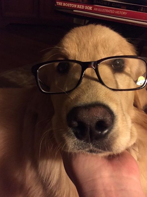 Dogs In Glasses, Golden Retriever With Glasses, Dog With Glasses Pfp, Boy With Dog Aesthetic, Glasses Couple, Dog Wearing Glasses, Brown Hair Boy, Dog Filter, Dog With Glasses