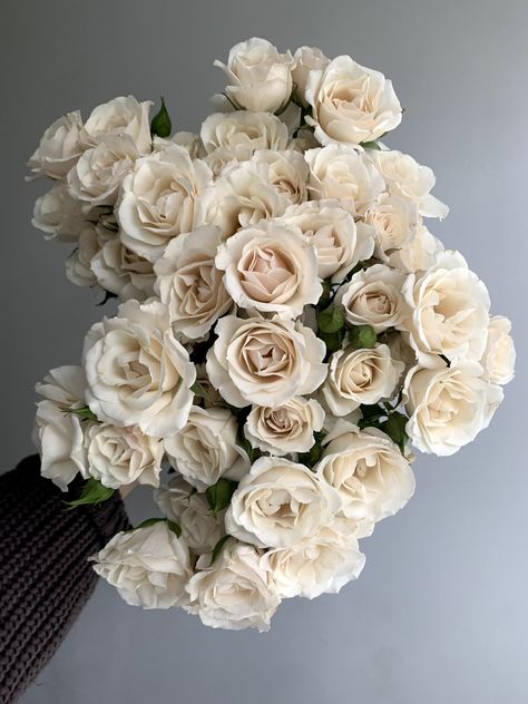 Ivory spray roses with the lightest touch of blush. "Majolica" is one of the best opening families of spray roses. Blush Majolica Spray Rose, Spray Rose Arrangement, Off White Rose Bouquet, Majolica Rose, White Majolica Spray Roses, Pink Majolica Spray Rose, Ivory Roses Bouquet, Majolica Spray Rose, White Majolika Spray Rose