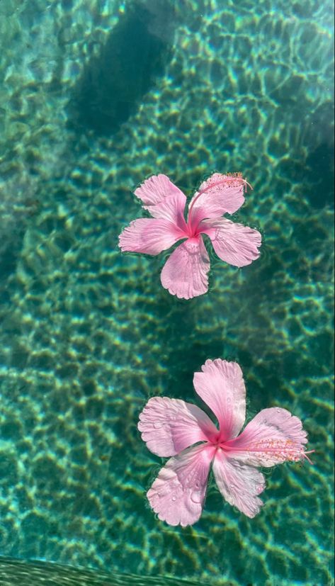 Flowers In Water Background, Blue And Pink Pictures, Wallpaper For Summer Iphone, Summer Vibes Pictures, Summer Vibes Wallpaper Aesthetic, Summer Water Aesthetic, Wallpaper Backgrounds Summer Aesthetic, Hawaiian Flowers Aesthetic, Tropical Lockscreen