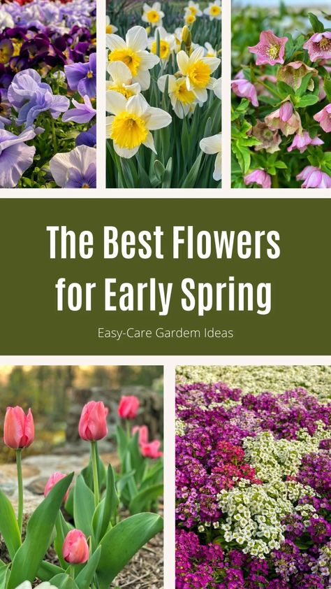 Early Spring Flowers Garden, Spring Flowers Garden Landscaping, When To Plant Spring Flowers, Flowers That Bloom In Spring, Spring Flower Garden Ideas, Spring Flowers Uk, Flowers To Plant In Spring, March Gardening, Accessible Gardening