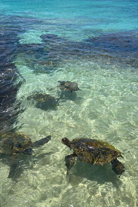 Turtles, Swimming, Beach, Oahu Hawaii, Travel, Vacation Hawaii Pictures Beach, Turtle Beach Hawaii, Beach Aesthetic Hawaii, Hawaii Holiday Aesthetic, Hawaii Aesthetic Oahu, Hawai’i Aesthetic, Hawaii Pics Aesthetic, Cute Hawaii Pictures, Hawaii Oahu Aesthetic