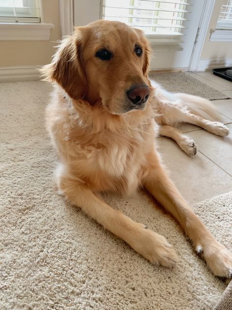 4 year old Golden Retriever Old Golden Retriever, Slimmer Face, Dog People, Golden Retrievers, Golden Retriever, Year Old, Cute Dogs, Dogs, Animals