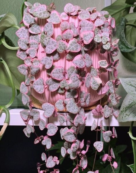 15 Prettiest Indoor Vining And Climbing Plants To Bring Tropical Motifs Indoor Climbing Plants, Plants With Pink Flowers, Indoor Vines, Tropical Motifs, Succulent Landscape Design, Plant Goals, Climbing Flowers, Inside Plants, Pink Plant