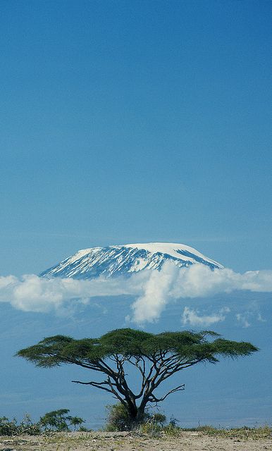 Mt. Kilimanjaro, Tanzania - the tallest peak in Africa. Climbed in September 2012. Kilimanjaro Tanzania, Mt Kilimanjaro, Mount Kilimanjaro, Tree Stands, Lone Tree, Maui Hawaii, Africa Travel, Zambia, Places Around The World