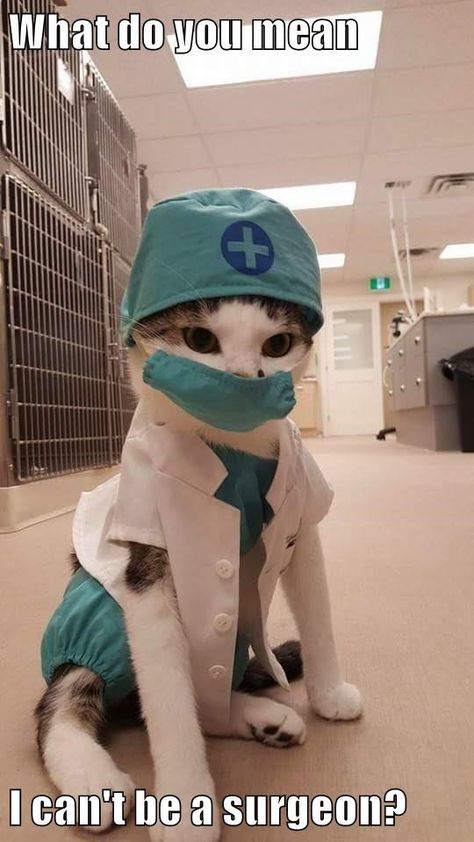 What do you mean  I can't be a surgeon? Doctor Cat, Regnul Animal, Spinning Yarn, Funny Animal Pictures, Beautiful Cats, 귀여운 동물, Animal Memes, Cute Funny Animals, Crazy Cats