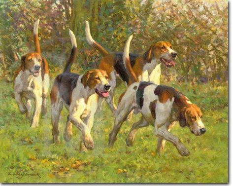 The Duke of Beaufort’s Hound Hunting Photography, English Foxhound, Treeing Walker Coonhound, Hunting Art, Canine Art, The Fox And The Hound, Animals Artwork, Hound Dog, Dog Paintings