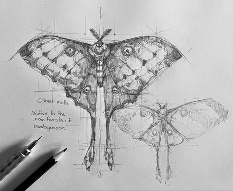 Butterfly Anotamy Drawing, Black And White Moth Drawing, Realistic Moth Drawing, Aesthetic Moth Drawing, Comet Moth Drawing, Moth Anatomy Drawing, Moth Ink Drawing, Moth Drawing Aesthetic, Moth Drawing Sketch