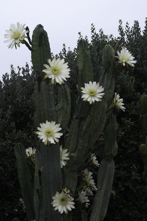 Barrel Cactus Flower, Cactus Flower Aesthetic, Night Blooming Cactus, Cactus Photos, Cactus Aesthetic, Desert Pattern, Texas Cactus, Cactus Farm, Cactus Pictures