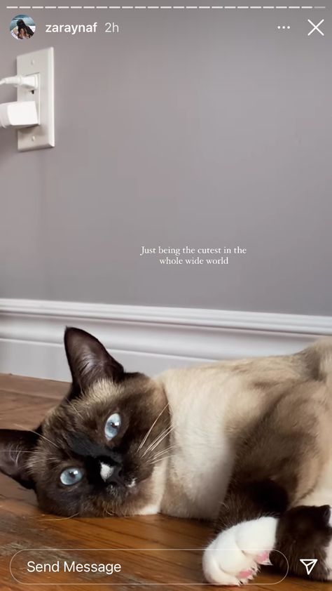 Aesthetic Cat Captions, Cat Aesthetic Caption, Caption For Pet Cat, Cats Aesthetic Quotes, Cute Cat Quotes For Instagram, Missing My Cat Quotes, Captions For Cats Pictures Instagram, Captions For Pet Dogs, Cat Snap Caption