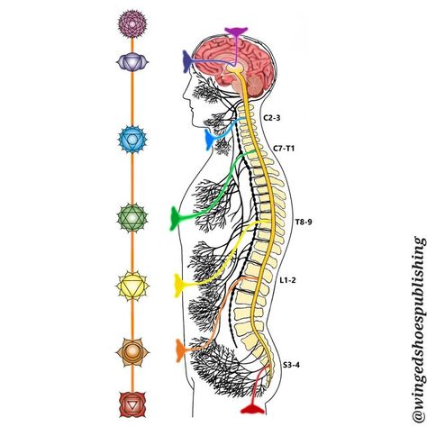 Winged Shoes Publishing on Instagram: "The areas where the Sympathetic Nervous System and Parasympathetic Nervous System meet are centred around major body organs and endocrine glands. Referred to as "Plexuses," these convergence areas in the body's cavities form the most vital grouping of nerve cells. The Plexuses connect the significant bodily organs to the spinal cord. These are also the areas where the Major Chakras are located at the front of the body. The Major Chakras interact with the ph Pancha Kosha, Nerve Plexus, Winged Shoes, Spinal Cord Anatomy, Palm Springs Pool Party, Endocrine Glands, Sympathetic Nervous System, Kundalini Meditation, Nerve Cells