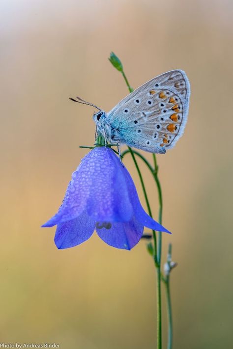 Insects On Flowers, Butterfly On The Flower, Glasswing Butterfly, Bumble Bee Tattoo, Butterfly On Flower, Butterfly Photo, Butterfly Photography, Beautiful Butterfly Pictures, Beautiful Butterfly Photography