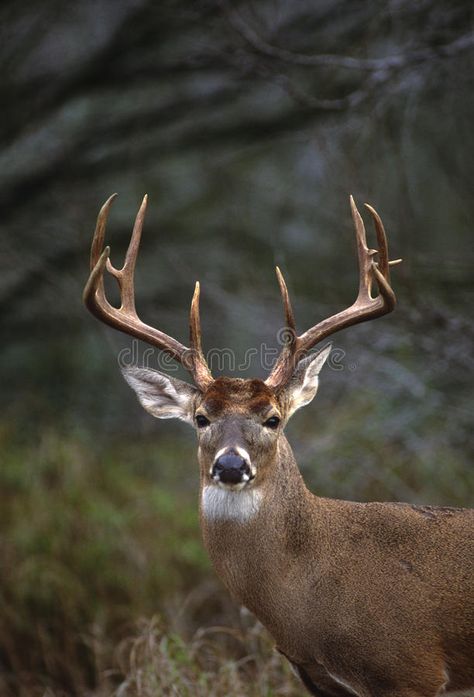 Whitetail Buck Portrait. A close up portrait of a huge white-tailed buck , #spon, #Portrait, #close, #Whitetail, #Buck, #portrait #ad Big Whitetail Bucks, Deer Tail, Whitetail Deer Pictures, Deer With Antlers, Deer Photography, Whitetail Deer Hunting, Big Buck, Big Deer, Deer Hunting Tips