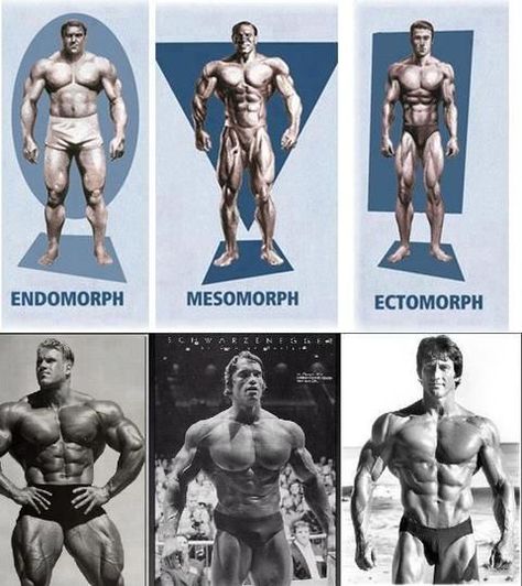 Body Types | SimplyShredded.com - Body Building Forum | Page 1 Bodybuilding Nutrition, Body Builder, Bodybuilding Motivation, Workout Guide, Bodybuilding Workouts, Muscle Fitness, Weight Training, Bodybuilder, Fitness Gym