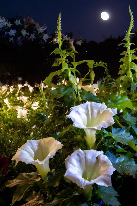 night blooming flowers Unique Yard Art, Night Blooming Flowers, Goth Garden, Night Flowers, Moon Garden, Nothing But Flowers, Flower Therapy, Charming Garden, Colorful Plants