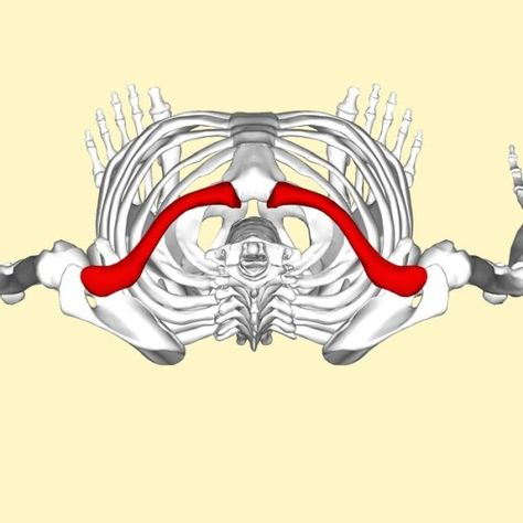 What is the Difference Between Clavicle and Collarbone Check more at https://in4arts.com/what-is-the-difference-between-clavicle-and-collarbone.html Clavicle Drawing, Female Torso, Anatomy Study, Sketch Notes, What Is The Difference Between, Anatomy Drawing, Anatomy Reference, Anatomy Art, Drawing Tips