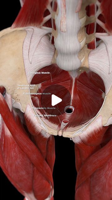 Pelvic Floor Muscles Anatomy, Female Pelvis Anatomy, Human Reproductive System, Pelvic Diaphragm, Female Reproductive System Anatomy, Female Reproductive Anatomy, Female Pelvis, Human Anatomy Female, Pelvis Anatomy