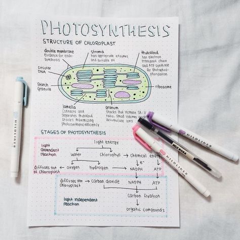 Photosynthesis Projects, Notes College, Science Revision, Biology Revision, Study Biology, Biology Classroom, Gcse Science, Ap Biology, Revision Notes