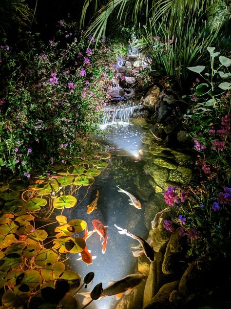 Courtyard With Koi Pond, Koi Ponds With Waterfalls, Garden Koi Pond, Pond With Flowers, Backyard Koi Pond, Beautiful Koi Ponds, Beautiful Ponds, Koi Pond Wedding, Pond Lights Underwater