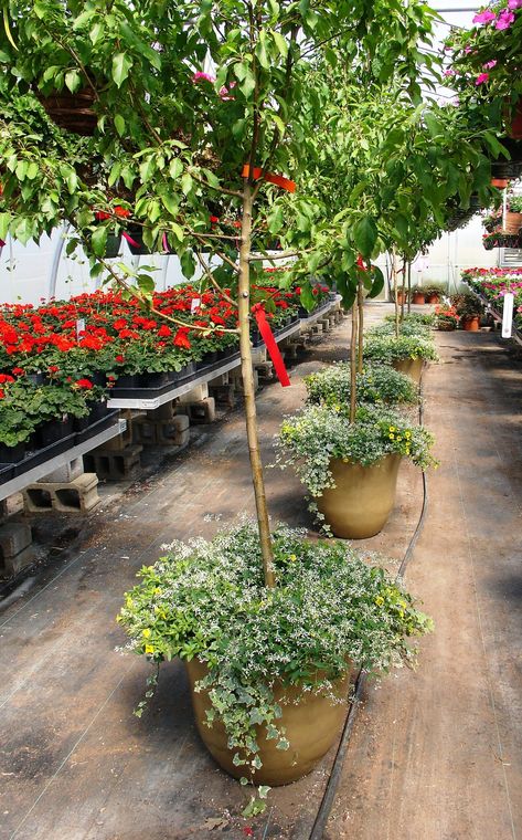 The 9 Best Small Trees For Pots In Full Sun Tree In Pot Outdoors Patio, Potted Citrus Trees Patio, Tall Trees In Pots, Shrubs In Pots Patio, Potted Cherry Tree, Best Potted Trees Outdoor, Outdoor Tree In Pot, Small Trees In Pots Patio, Large Tree Planters Outdoor