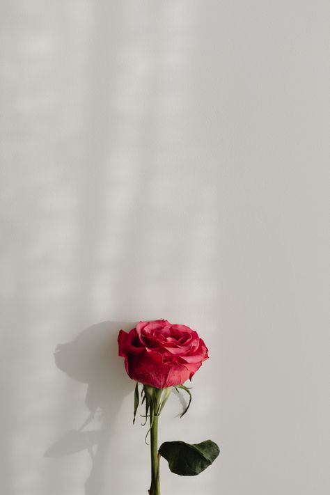 Red Roses White Background, One Rose Aesthetic, Rose Images Beautiful, Rose Background Wallpapers, Jenna Photoshoot, White Love Background, Flower In White Background, Red Love Background, White Red Aesthetic