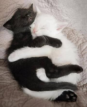 Animals That Have Found Their Other Half Wallpaper Gatos, Cat Couple, Cat Cuddle, White Cats, Cat Sleeping, Cat Aesthetic, Pretty Cats, Cute Little Animals, Beautiful Cats