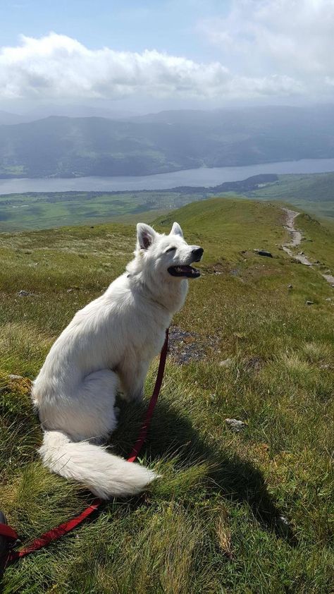 White Gsd, Service Dogs Breeds, Moose Pictures, Pretty Dog, Dog Anatomy, White German Shepherd, Dog Photoshoot, Pretty Dogs, Reptiles Pet